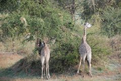 zambia5050