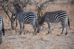 zambia5058