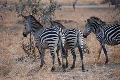 zambia5059