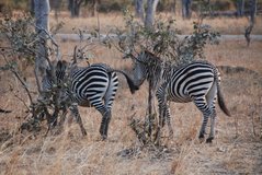 zambia5060