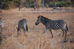 zambia5061