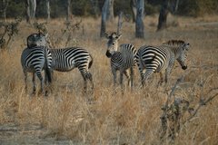 zambia5063