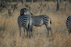 zambia5064