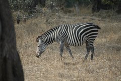 zambia5065