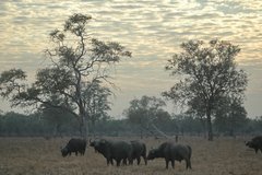 zambia5067