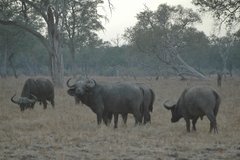zambia5068