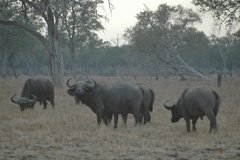 zambia5068