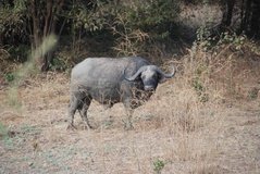 zambia5070