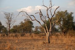 zambia5071