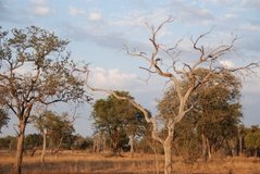 zambia5072