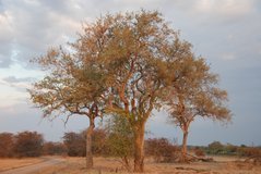 zambia5074