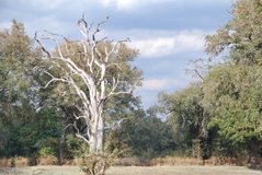 zambia5079