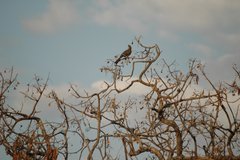 zambia5080