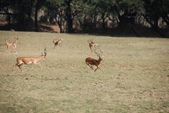 zambia5129