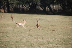zambia5130