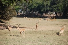 zambia5131