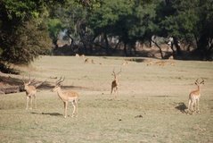zambia5131