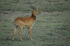 zambia5133