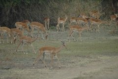 zambia5142