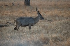 zambia5152
