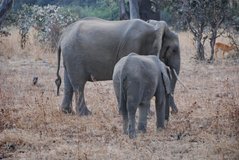 zambia5155