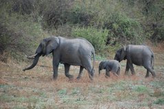 zambia5156