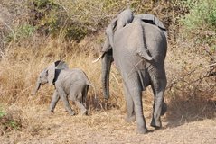 zambia5162
