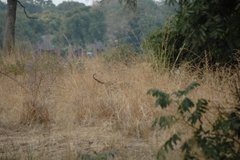zambia6047